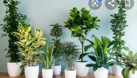 Indoor & Outdoor Plants | Landscaping Services – Faizee Nursery Farm 🌿