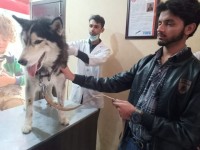 K & I Animal Hospital