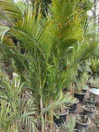 Land Art landscaping and plants club