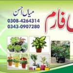 Haji nussery form & landscaping bharia town lahore